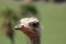 Beautiful ostrich fast bird and big wild black feathers safari zoo