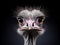 Beautiful ostrich isolated