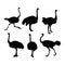 Beautiful Ostrich World\\\'s Biggest Birds.