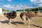 Beautiful ostriches on a farm against a blue sky