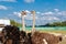 Beautiful ostriches on a farm against a blue sky