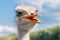 Beautiful ostriches on a farm against a blue sky