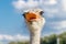 Beautiful ostriches on a farm against a blue sky