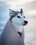 Beautiful outdoor husky dog covered in a blanket when winter. Best friend, winter time, cute female doggie. Dogs portrait in