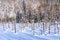 Beautiful outdoor nature landscape with blue pond tree branch in snow winter season