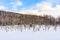 Beautiful outdoor nature landscape with blue pond tree branch in snow winter season