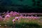 Beautiful outdoor scene featuring a backdrop of majestic purple flowers