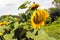 Beautiful outdoor scenery with yellow sunflowers