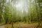 Beautiful outdoor view of foggy forest, located Grand Tetons close to Jenny Lake