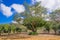 Beautiful outdoor view of lanterns hanging from a huge tree in the Caribbean Beach, in a gorgeous blue sky and sunny day