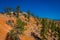 Beautiful outdoor view of pinyon pine tree forest Bryce Canyon National Park Utah