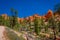 Beautiful outdoor view of pinyon pine tree forest Bryce Canyon National Park Utah