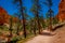 Beautiful outdoor view of pinyon pine tree forest Bryce Canyon National Park Utah