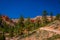 Beautiful outdoor view of pinyon pine tree forest Bryce Canyon National Park Utah