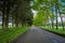 Beautiful outdoor view of stoned road surrounded with some trees in form of tunnel in a nature foliage in Puerto Octay