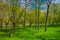 Beautiful outdoor view of trees and gress grass located in the park close to the river Svisloch in the Victory Park in