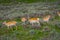 Beautiful outdoor view of white-tailed family deer Yellowstone National Park