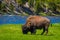 Beautiful outoor view of lonely buffalo grazing alongside a western river in Yellowstone National Park