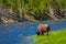 Beautiful outoor view of lonely buffalo grazing alongside a western river in Yellowstone National Park