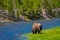 Beautiful outoor view of lonely buffalo grazing alongside a western river in Yellowstone National Park