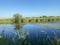 beautiful overgrown river in summer