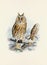 Beautiful Owl illustration