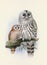 Beautiful Owl illustration