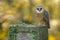 Beautiful owl in nature green habitat. Nice bird barn owl, Tito alba, sitting on stone fence in forest cemetery, nice blurred ligh