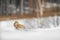 Beautiful owl from Russia, Eastern Siberian Eagle Owl, Bubo bubo, sitting in snow. Winter scene with majestic rare owl with forest