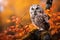 Beautiful owl sitting on a tree branch in the autumn forest. Autumn in nature with owl. Ural Owl, Strix uralensis, sitting on tree