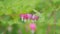 Beautiful pacific bleeding heart dicentra formosa in daylight. Seasonal spring flowers. Slow motion.