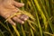 Beautiful paddy barley in hand on field
