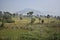 A beautiful Paddy farm view with village building background & mountain awesome view.