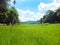 Beautiful paddy field in Sri Lanka