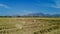 Beautiful paddy field and western ghats mountain range, kanyakumari, Tamil Nadu