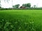 Beautiful paddy harvesting in the  farm