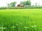 Beautiful paddy harvesting in the  farm