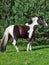 The beautiful paint draft horse