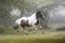 Beautiful paint horse galloping in a forest in a foggy morning