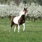 Beautiful paint horse running in front of flowering trees