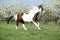 Beautiful paint horse running in front of flowering trees