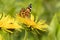 Beautiful painted lady Vanessa cardui pollinating at bright elecampane flowers