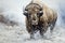 Beautiful painting of bison cow standing in a blizzard. Wildlife Animals. Illustration, Generative AI