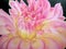 Beautiful painting of pink dahlia.