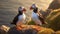 Beautiful pair of Atlantic puffin birds