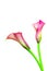 Beautiful pair of blooming calla lilies on white background