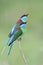 Beautiful pair of Blue-throated bee-eater Merops viridis look up for flying bee, wasp or dragonfly in the air while breeding