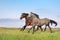 Beautiful pair of brown and gray horse galloping