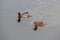 A beautiful pair of ducks with bright plumage floating next to each other in the waters of the pond and staring sharply