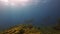 Beautiful Pair Of Gentle Manta Rays. Graceful Mantas Group. Rays In Calm Blue Sea Water